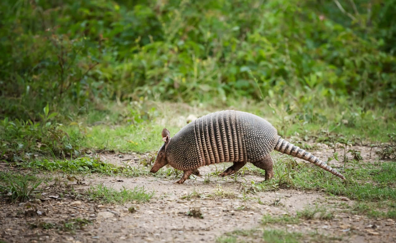 Armadilloin Natural Habitat Wallpaper