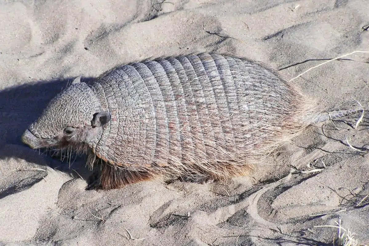 Armadilloon Sand Wallpaper