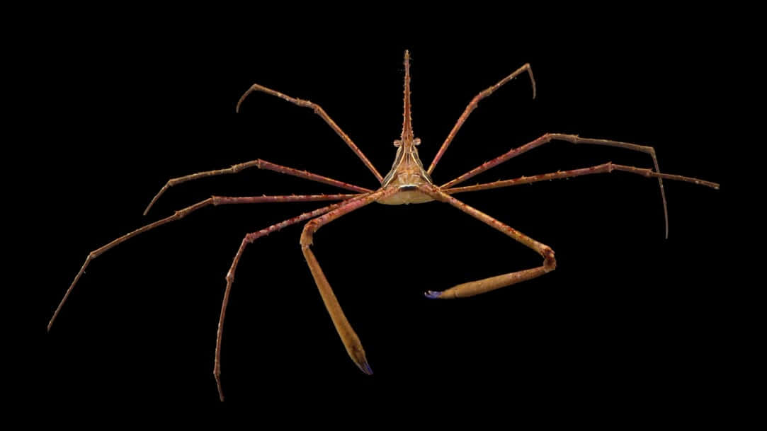 Arrow Crab Against Black Background Wallpaper