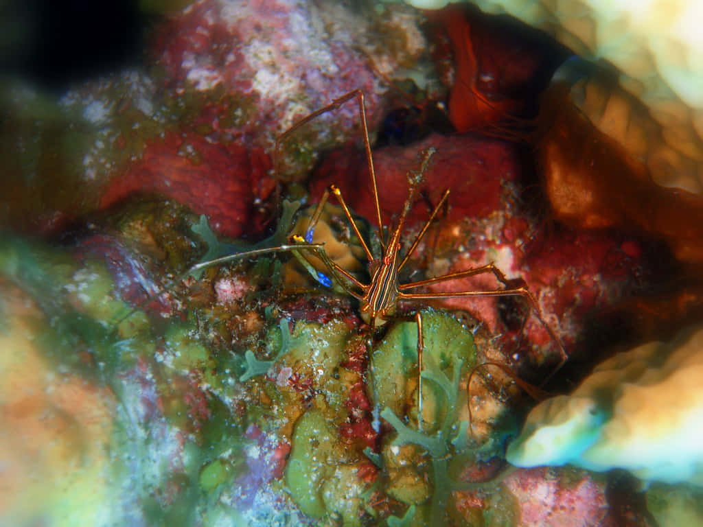 Arrow Crab Hiding Among Coral Wallpaper