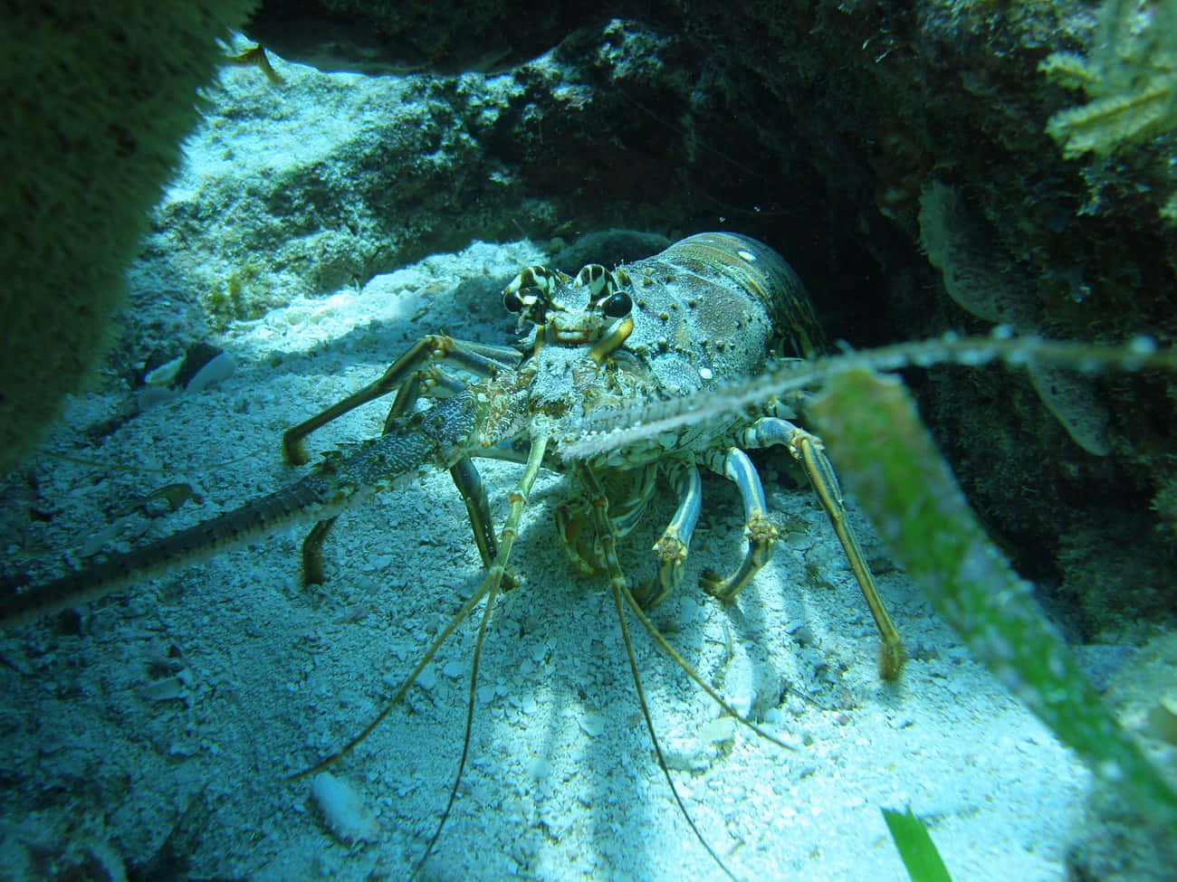 Arrow Crab Hiding Under Rock Wallpaper