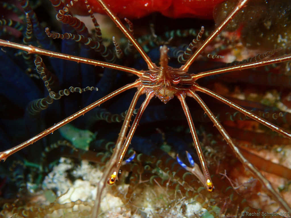 Arrow Crab In Its Habitat.jpg Wallpaper