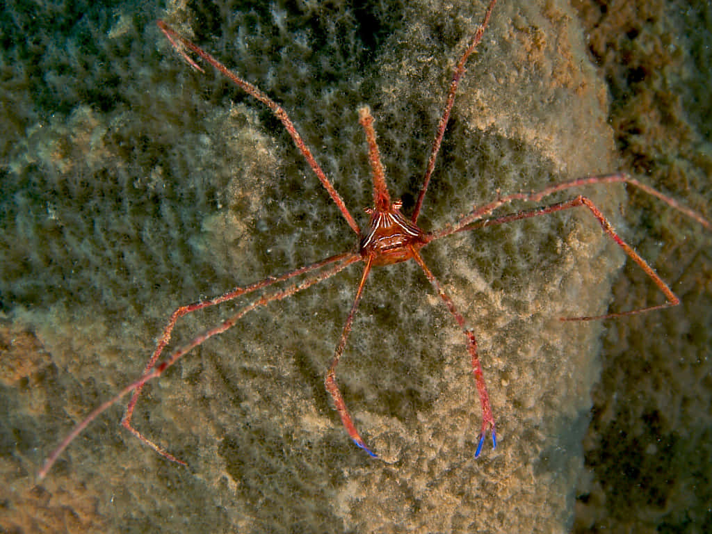 Arrow Crab On Coral Reef Wallpaper