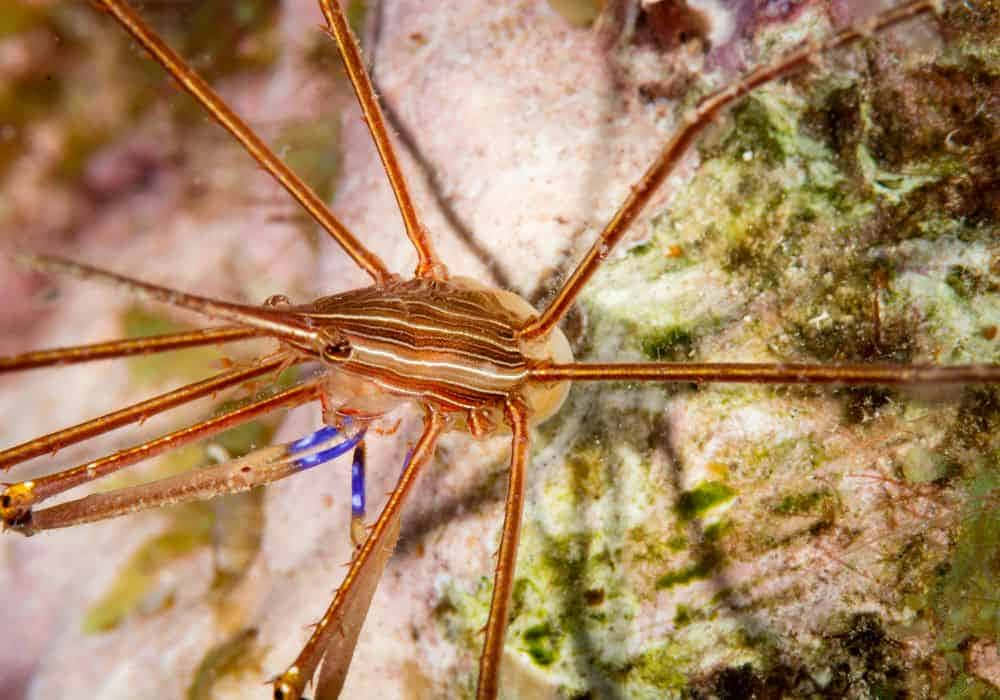 Arrow Crab On Coral Reef.jpg Wallpaper