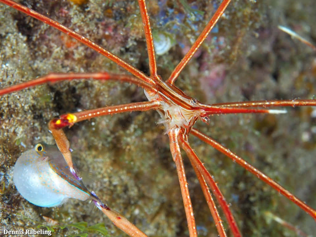 Arrow Crab Underwater Closeup Wallpaper