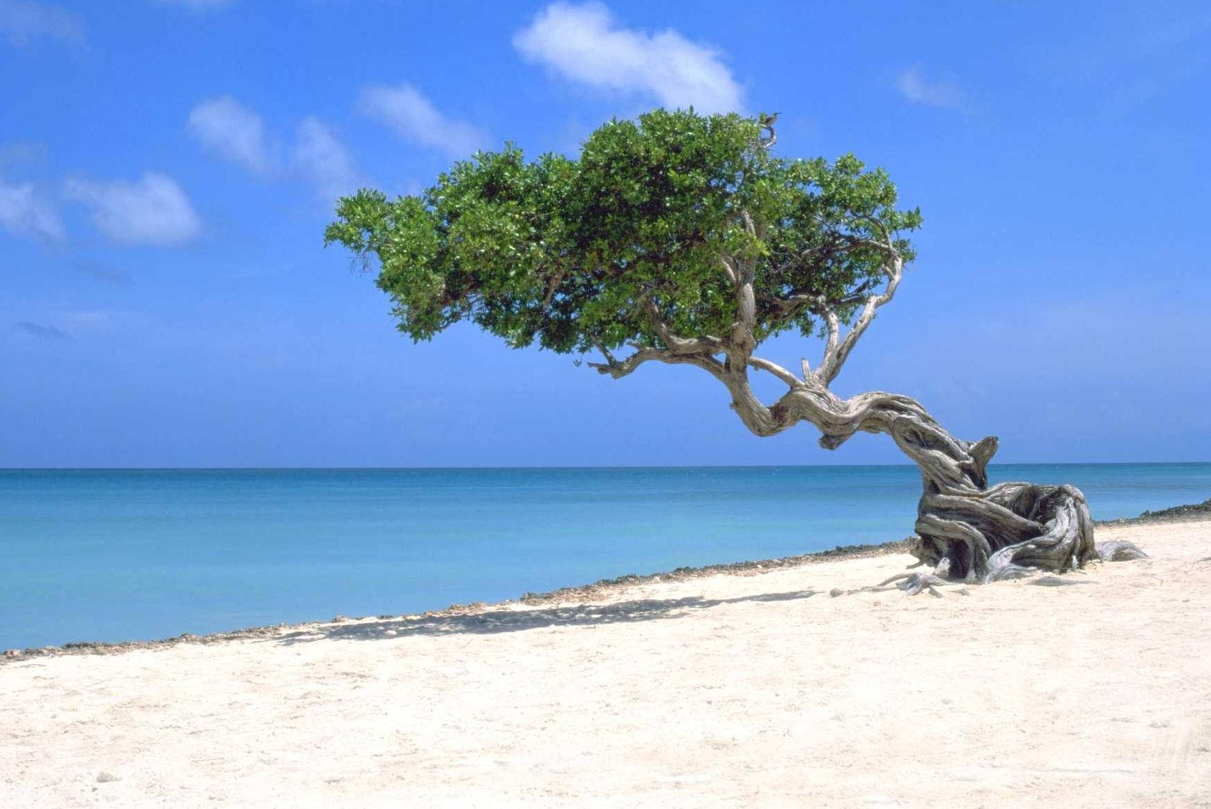 Aruba Eagle Beach Wallpaper