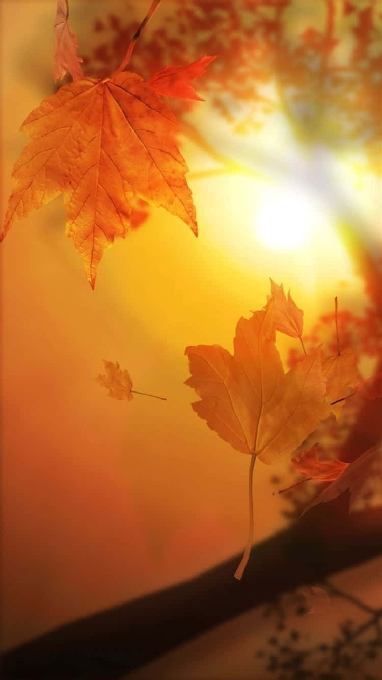 As Fall Approaches, The Vibrant Forests Of Autumn Beckon. Wallpaper