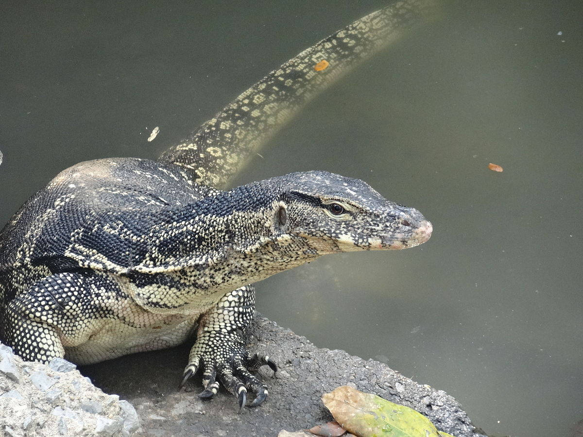 Asian Monitor Lizard Perched Atop Rock Wallpaper