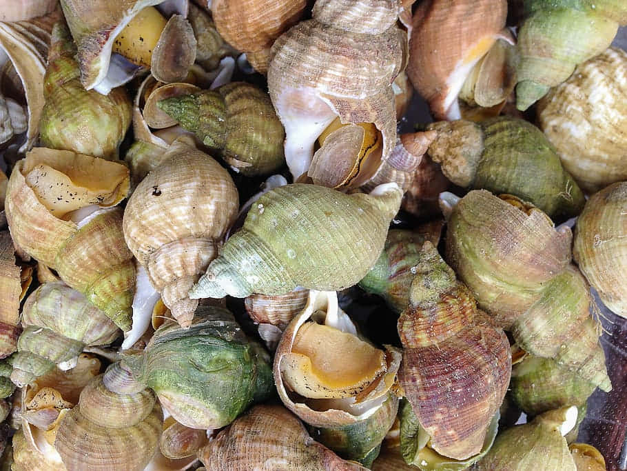 Assorted_ Buccinidae_ Shells_ Closeup Wallpaper