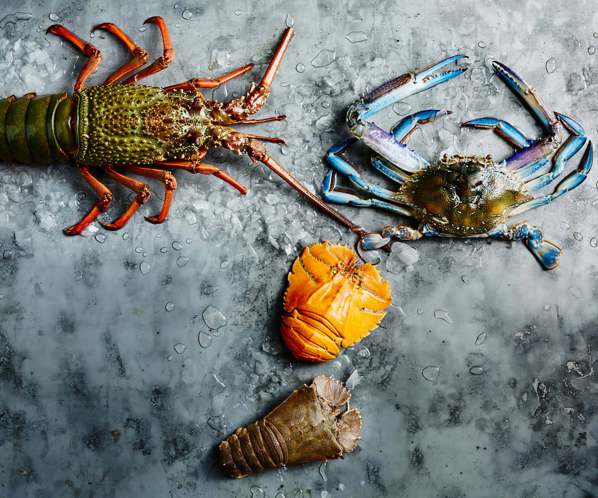 Assorted Crustaceanson Ice Wallpaper