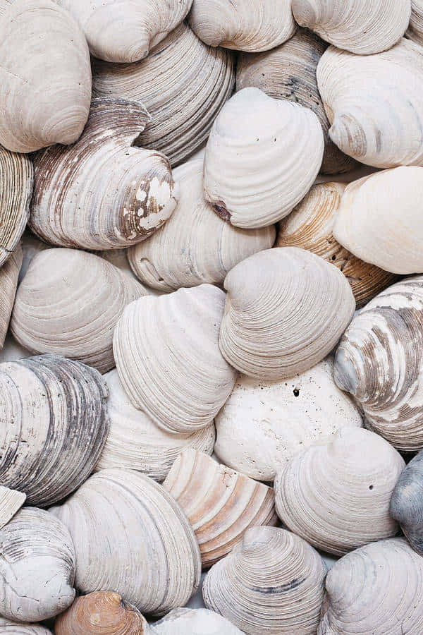 Assorted Sea Shells Texture Wallpaper