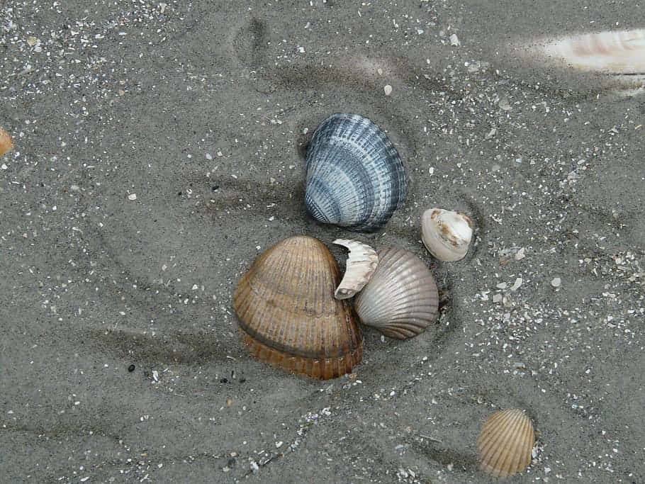 Assorted Sea Shellson Sandy Beach Wallpaper