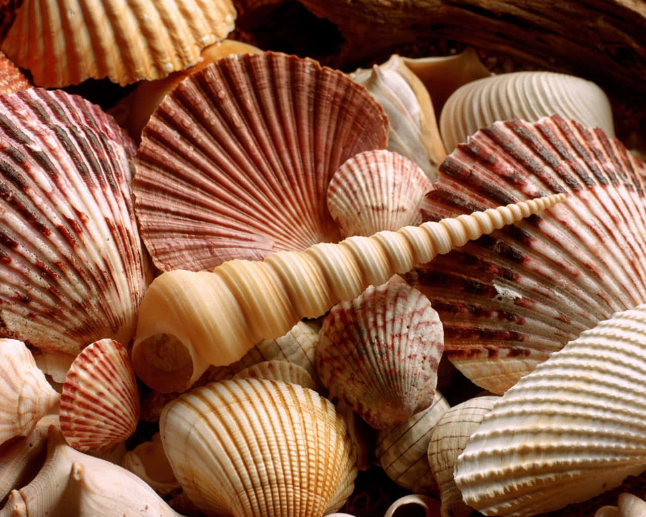 Assorted Seashell Collection Wallpaper