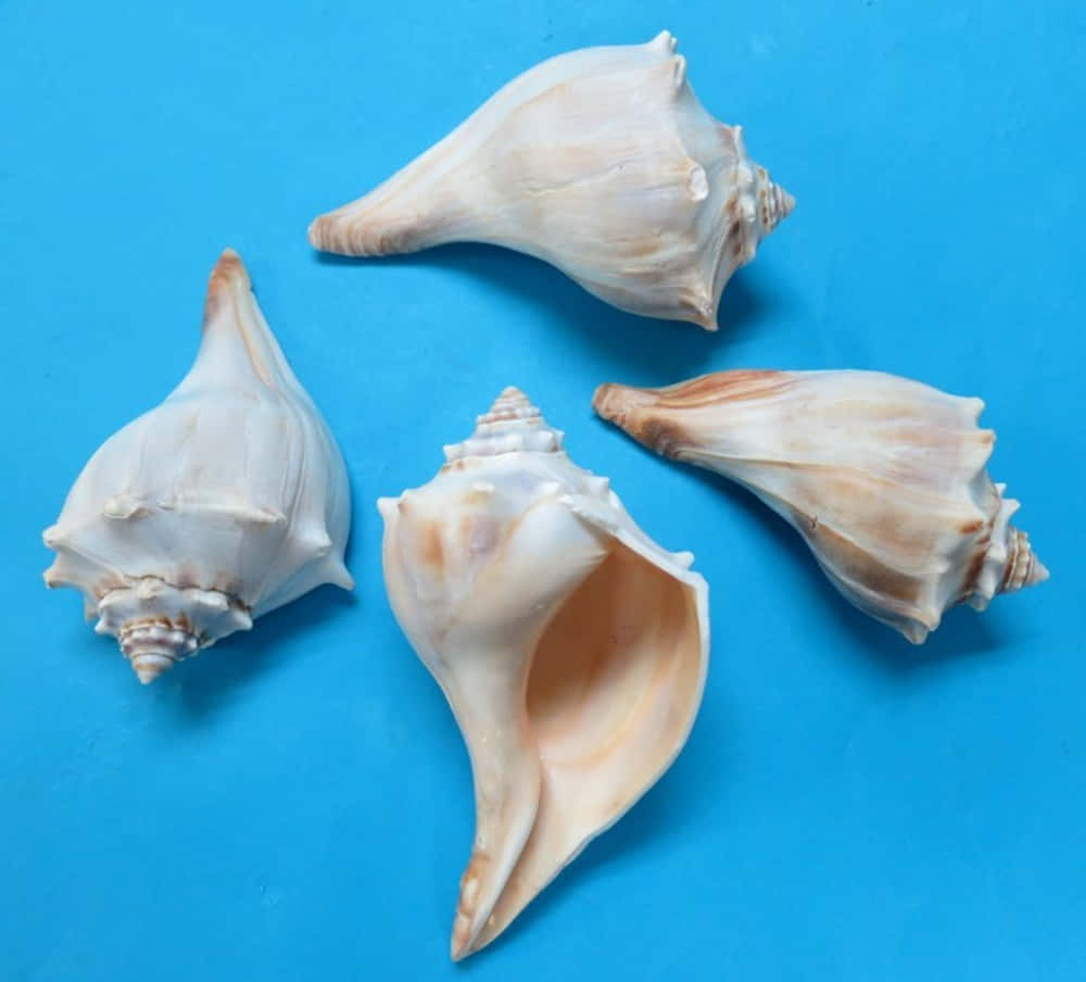 Assorted Whelk Shellson Blue Background Wallpaper