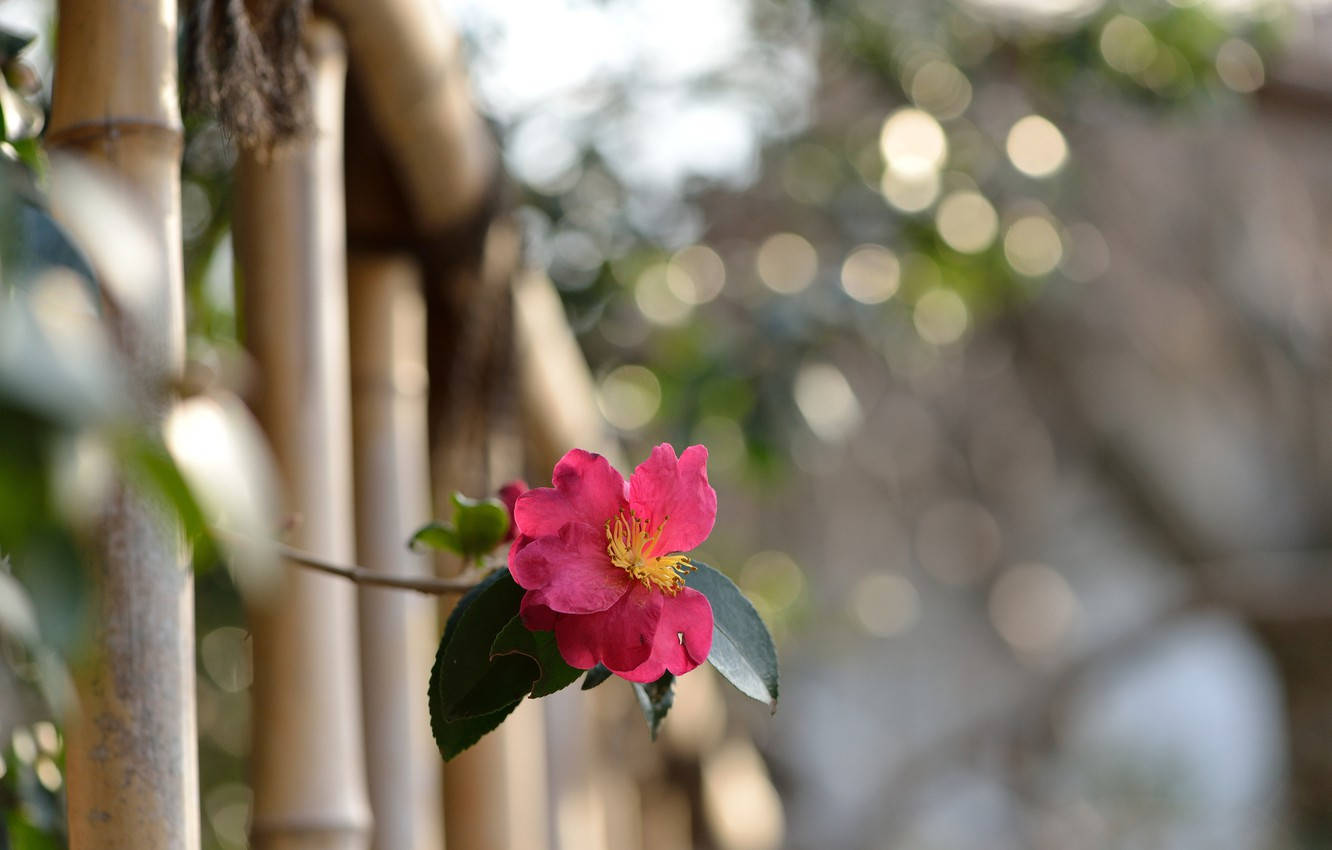 Astonishing Camellia Sasanqua Flower Wallpaper