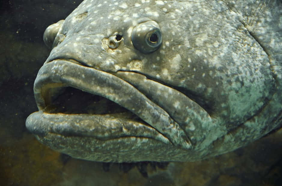 Atlantic Goliath Grouper Close Up Wallpaper