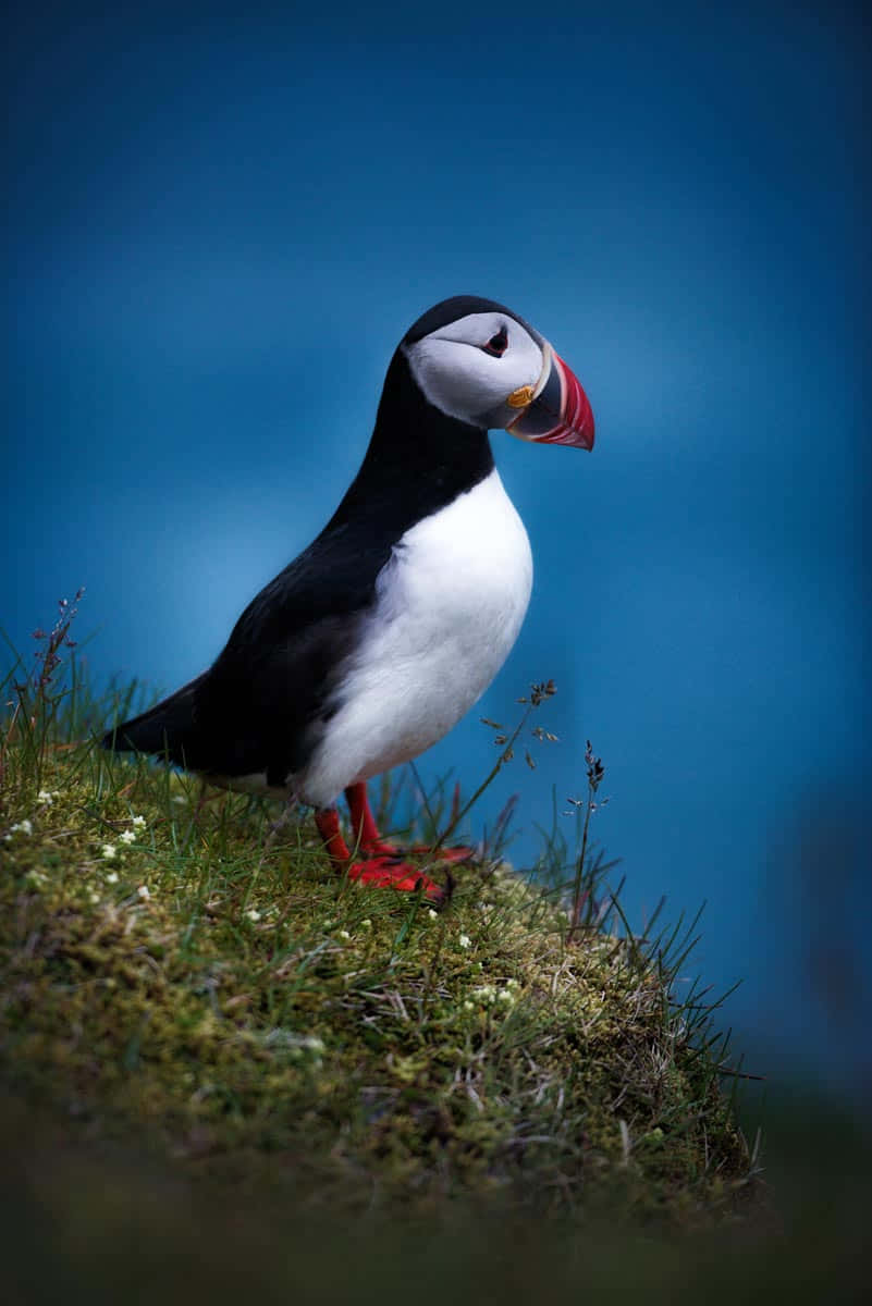 Atlantic Puffin Elegant Pose Wallpaper