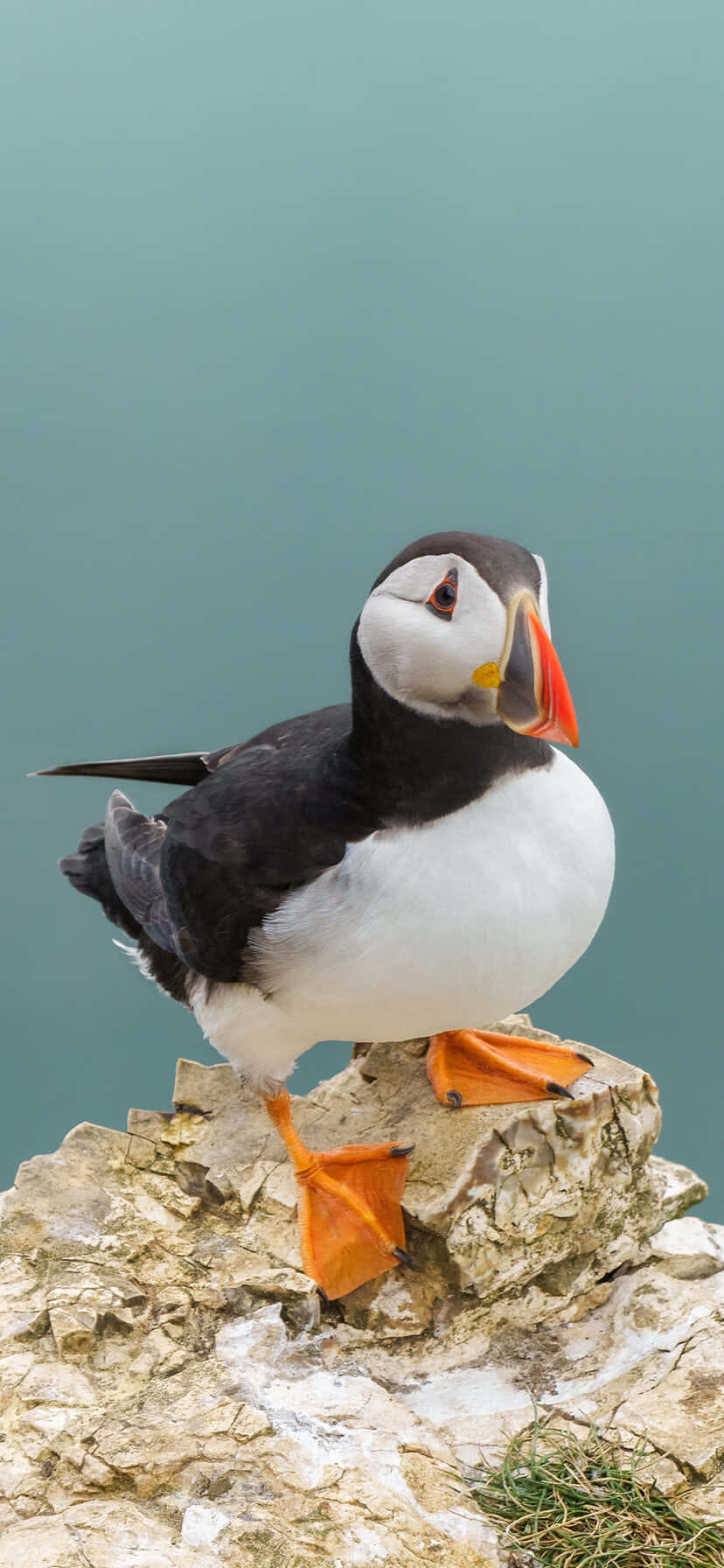 Atlantic Puffin On Cliff Wallpaper