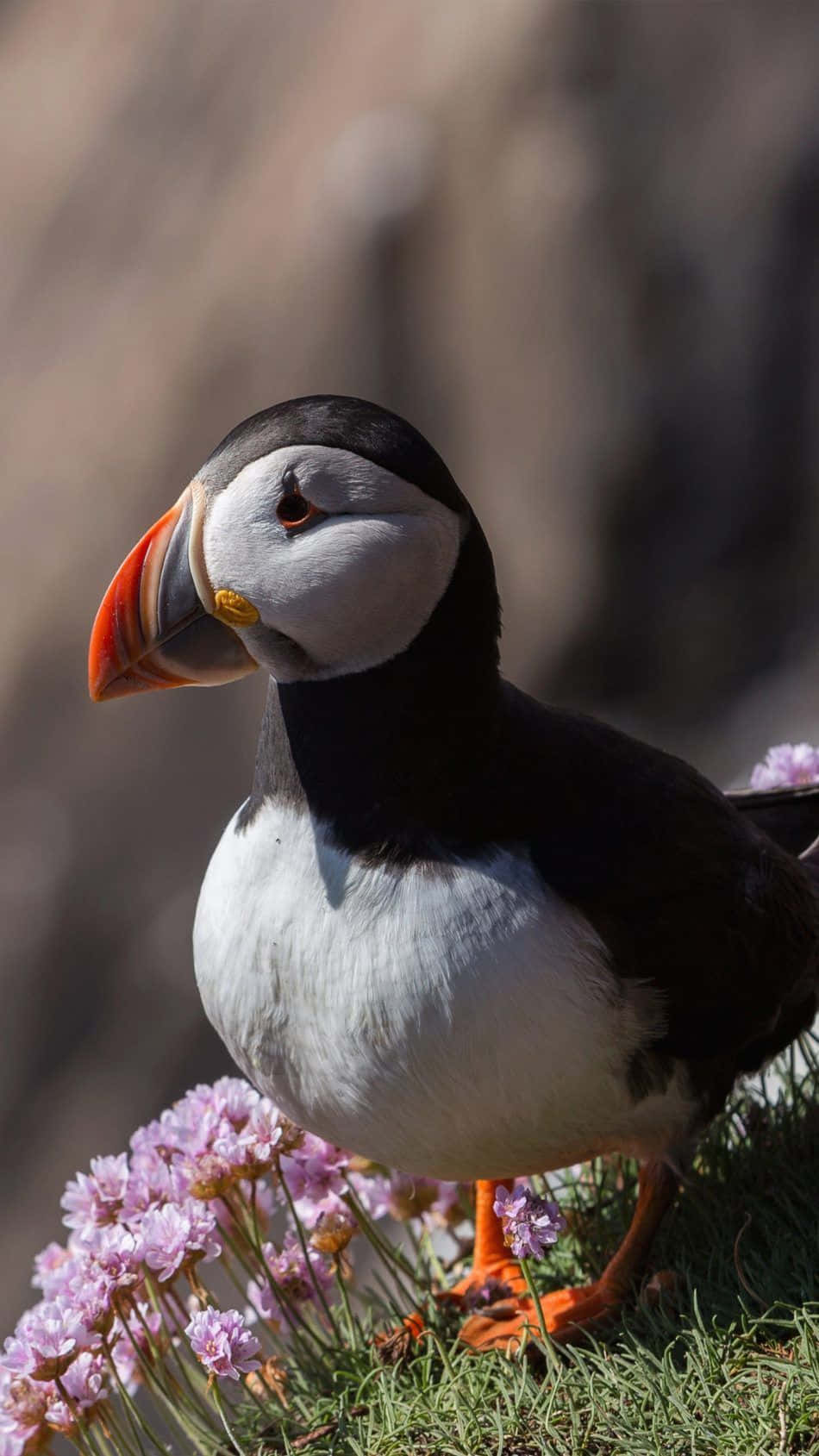 Atlantic Puffinin Blooms Wallpaper