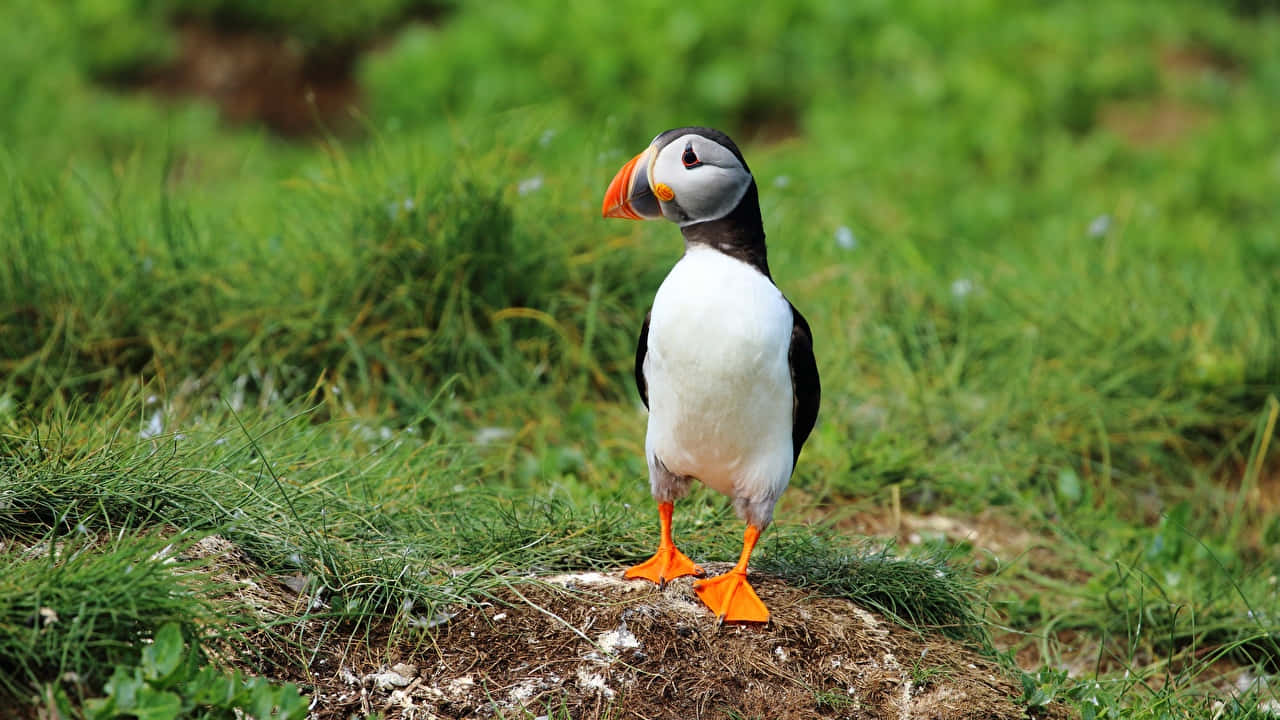 Atlantic Puffinin Grassy Habitat.jpg Wallpaper