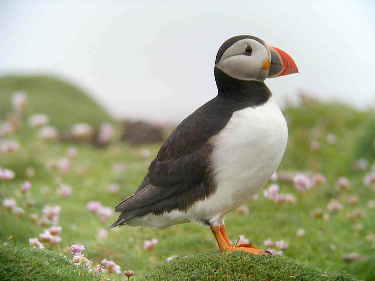 Atlantic Puffinin Grassy Habitat.jpg Wallpaper