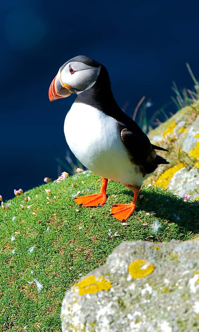 Atlantic Puffinon Coastal Cliff Wallpaper