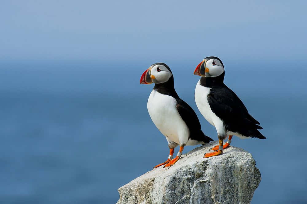 Atlantic Puffins On Rock Wallpaper