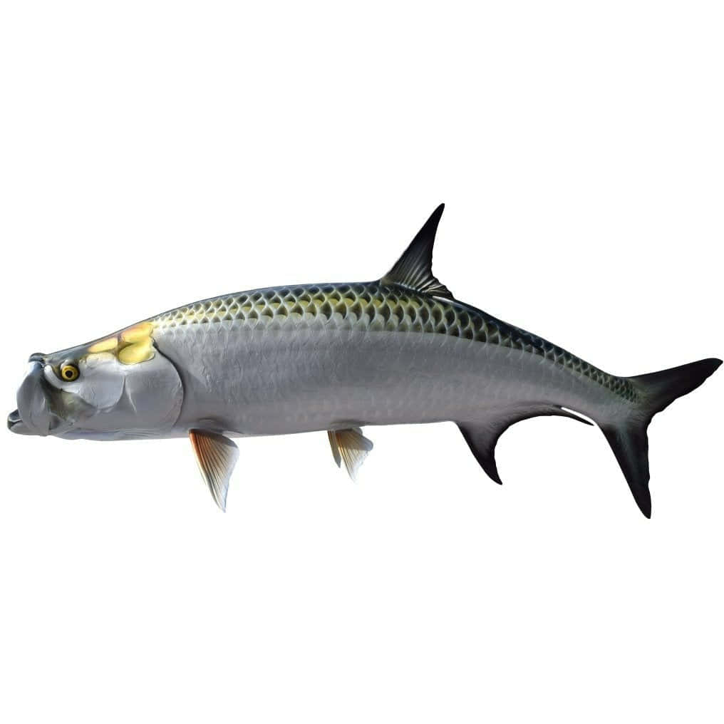 Atlantic Tarpon Fish Isolated Wallpaper