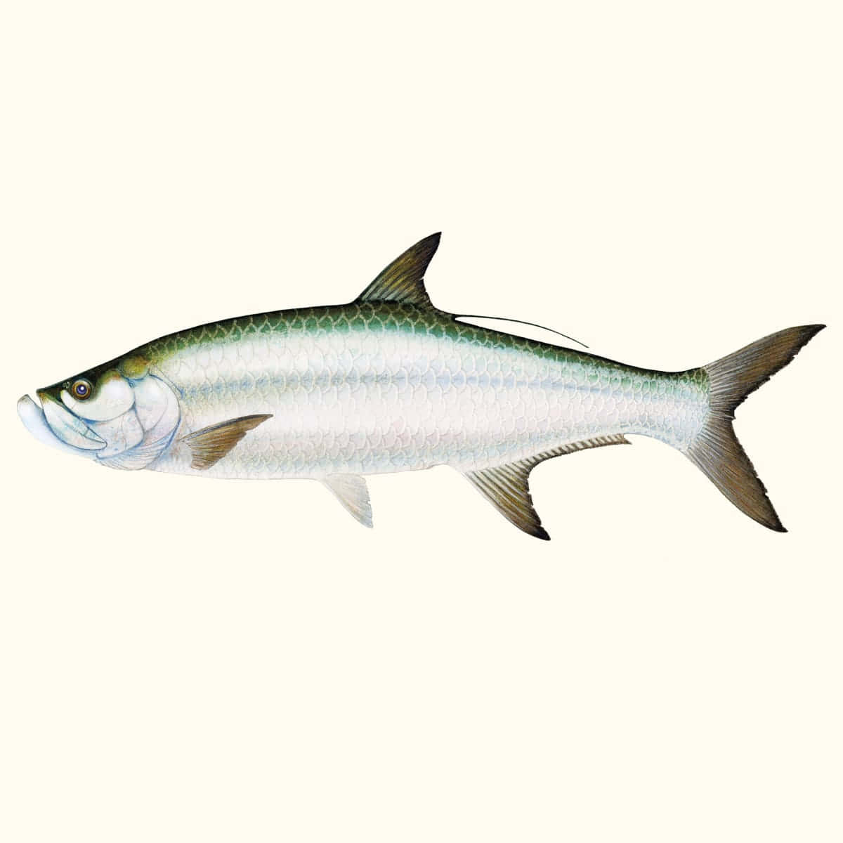 Atlantic Tarpon Illustration Wallpaper