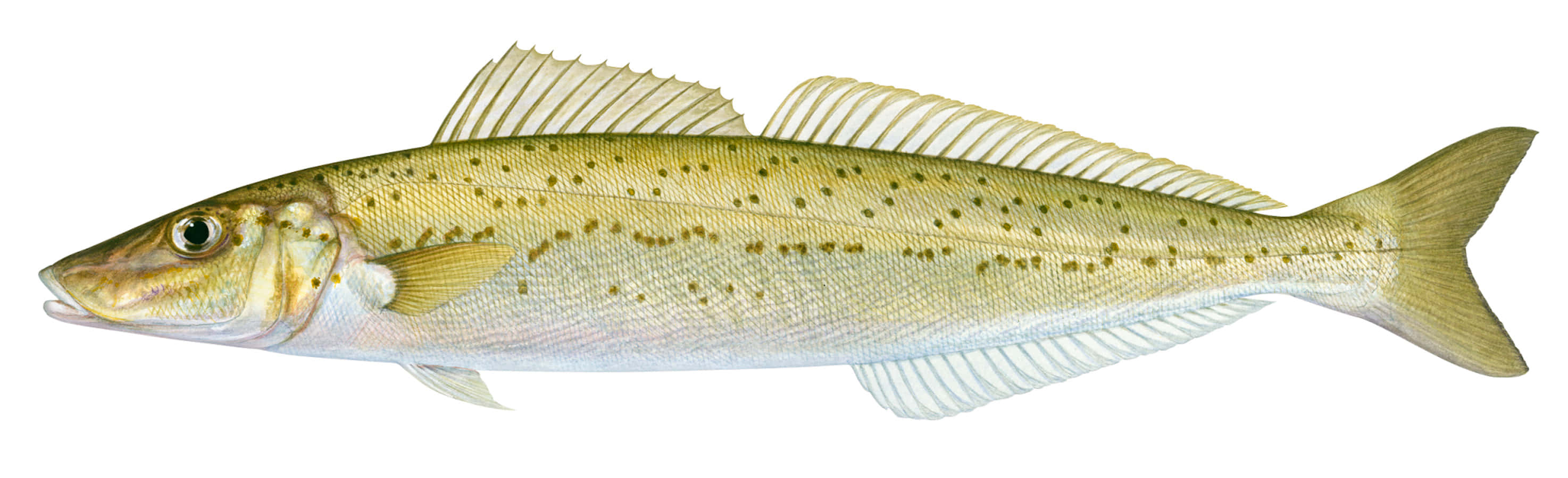 Atlantic Whiting Fish Isolated Wallpaper