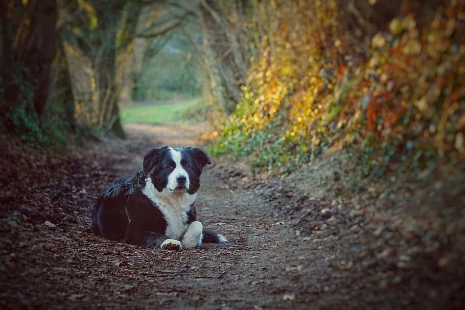 Attentive Black And White Border Collie Wallpaper