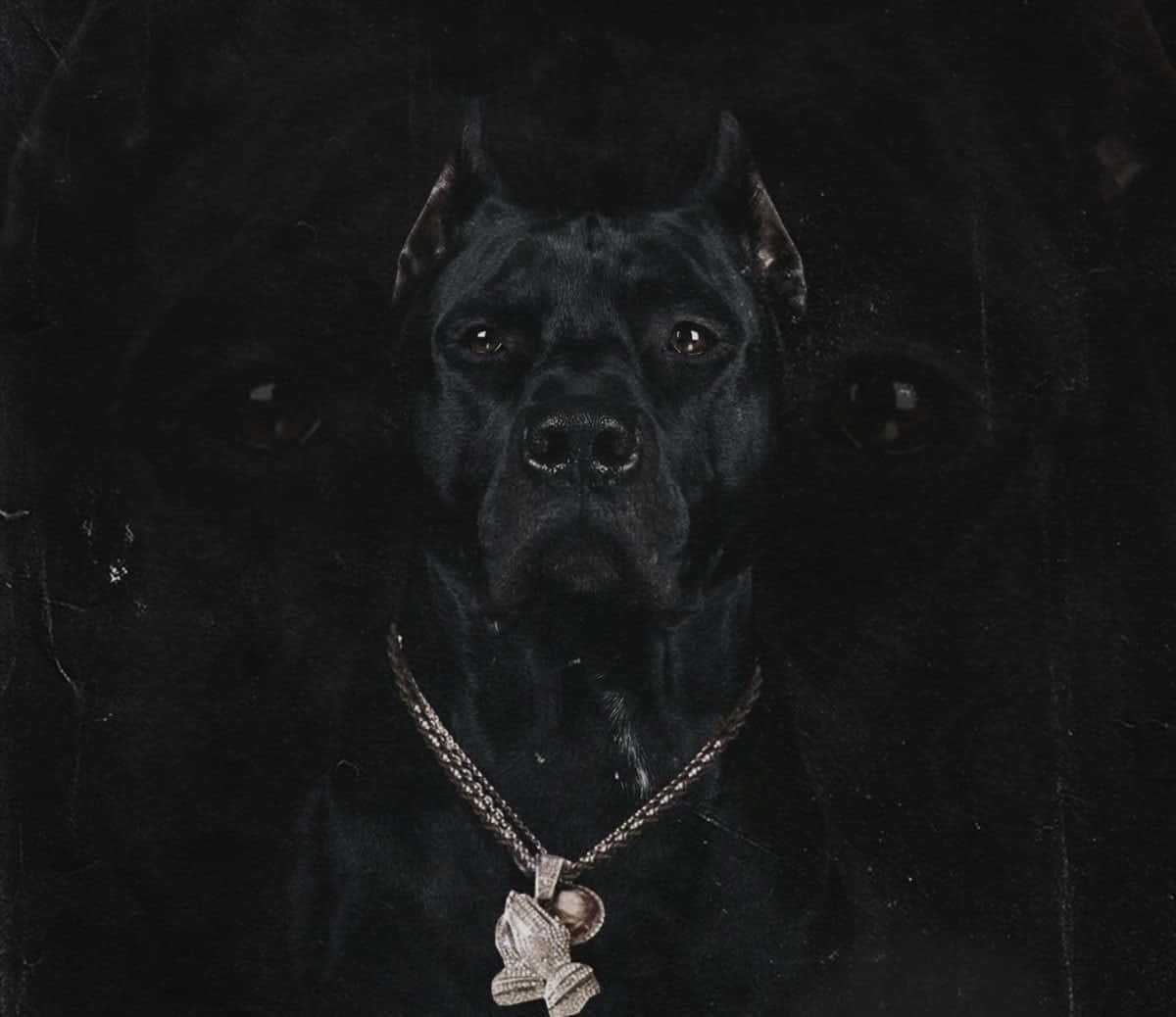 Attentive & Loyal: Meet The Black Pitbull Wallpaper