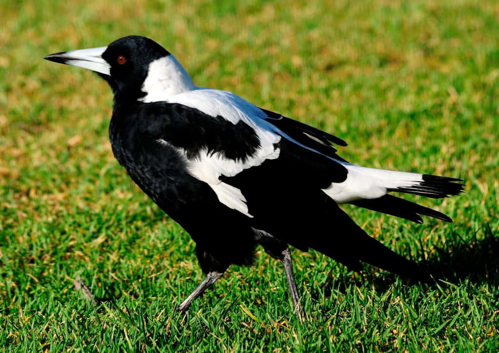 Australian Magpie On Grass Wallpaper