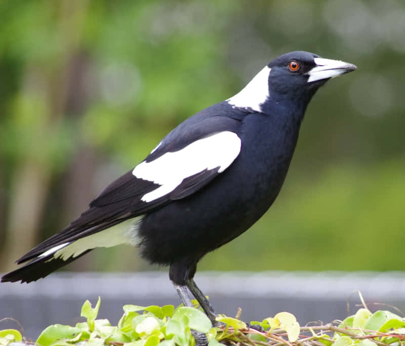 Australian Magpie Perched Wallpaper