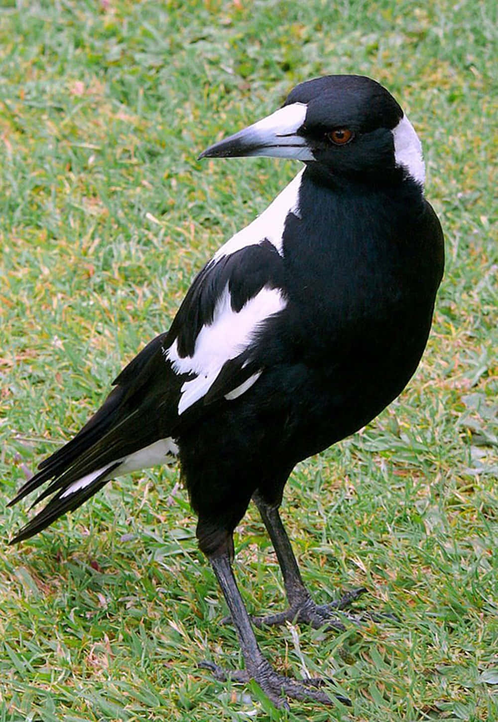 Australian Magpie Standing Grass.jpg Wallpaper