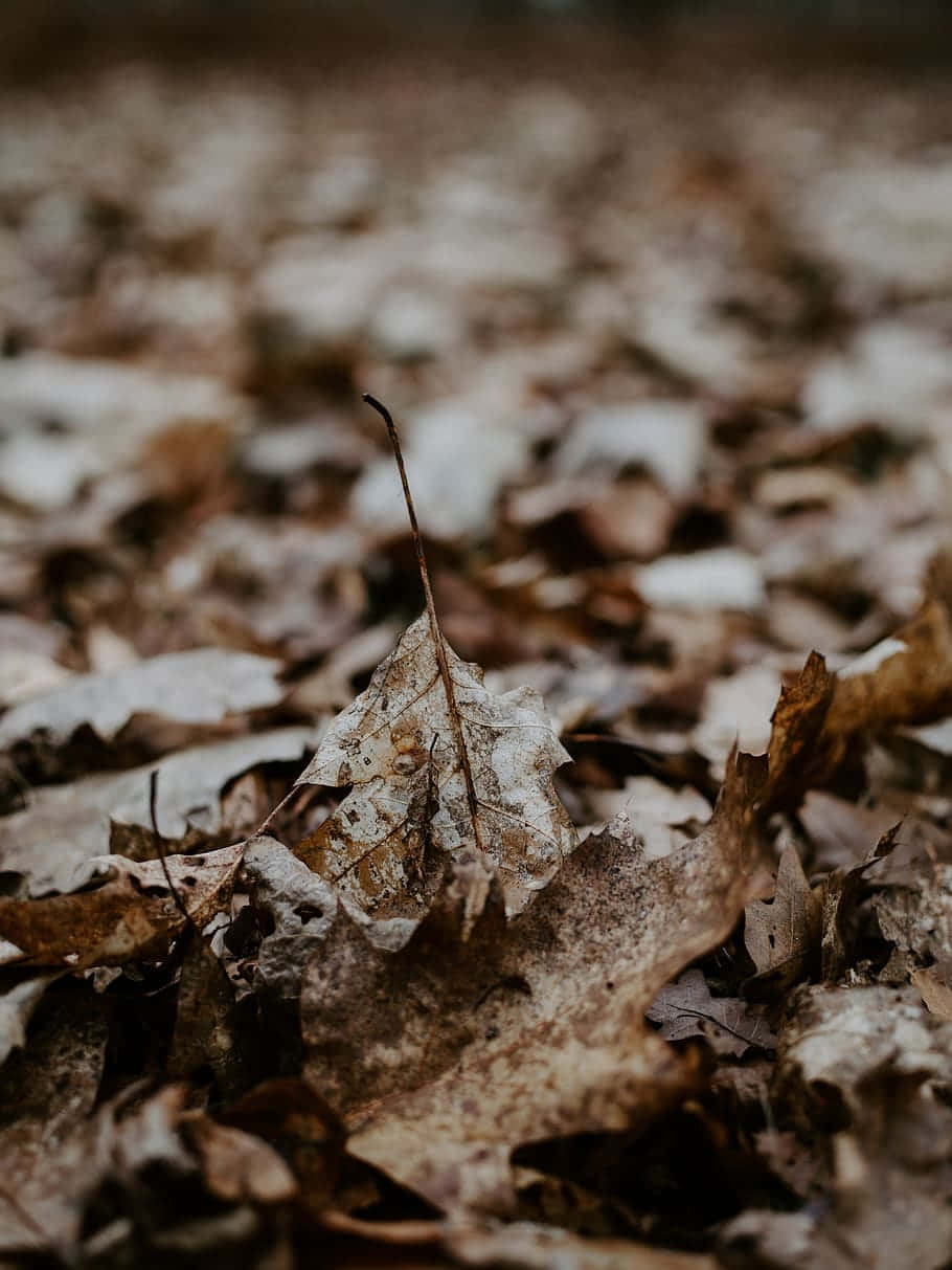 Autumn Brown Leaves On The Ground Wallpaper