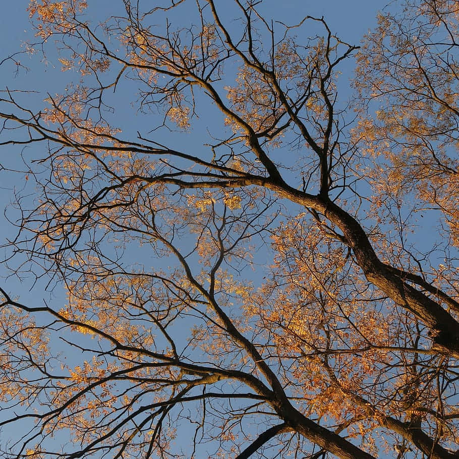 Autumn Canopy Glow.jpg Wallpaper