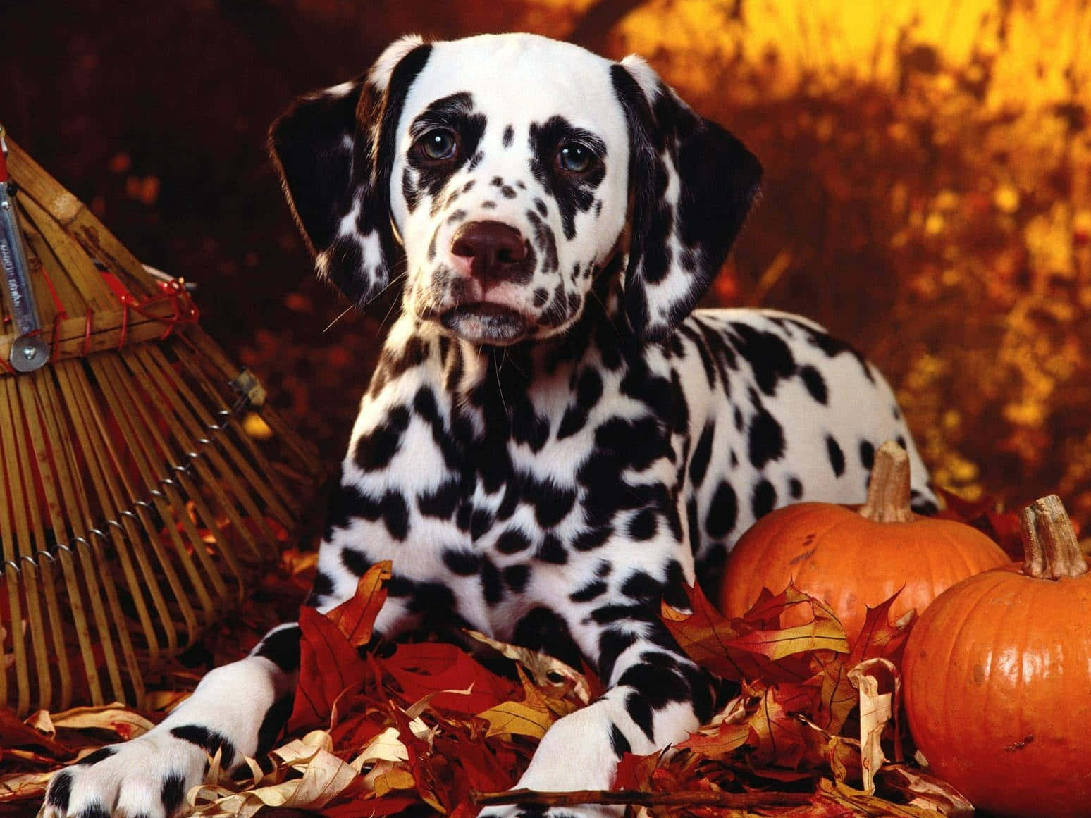 Autumn Dalmatian Pumpkin Scene Wallpaper