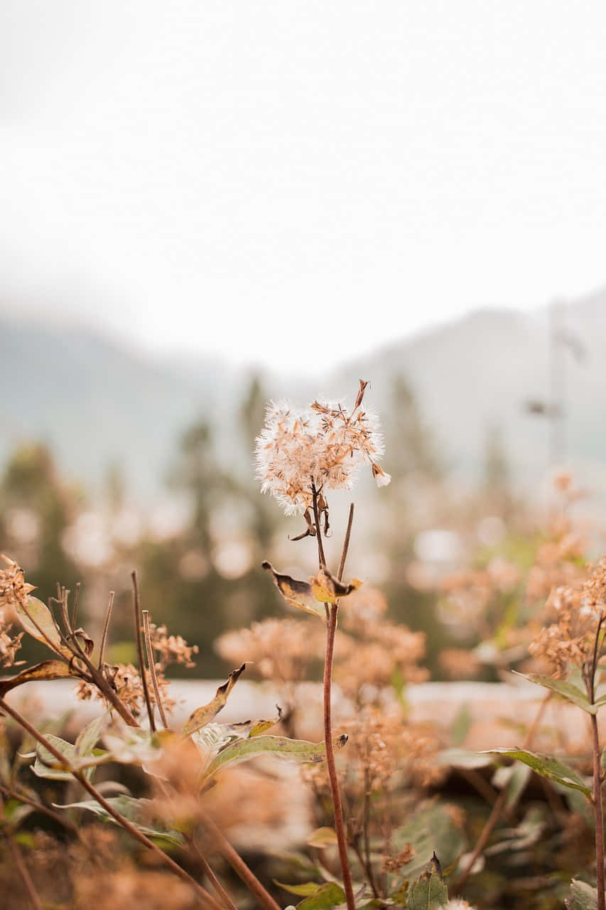 Autumn Dandelion Backdrop Wallpaper