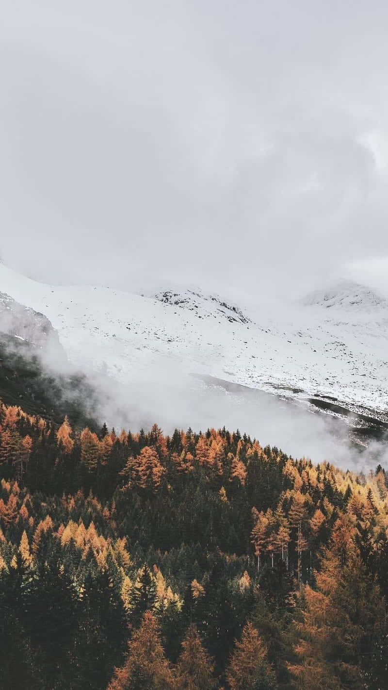 Autumn_ Forest_ Beneath_ Snowy_ Mountain_ Peaks.jpg Wallpaper