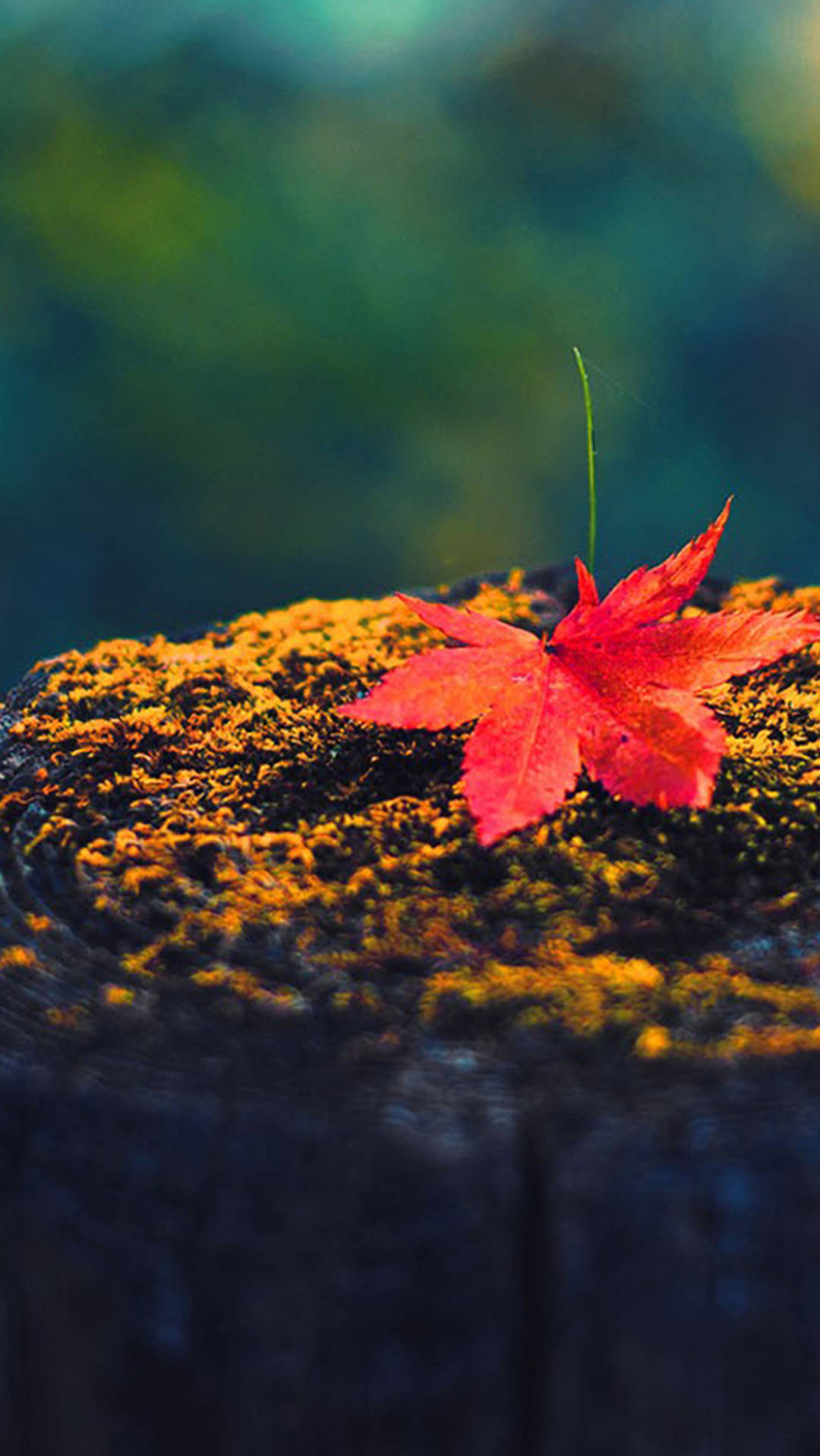 Autumn Iphone Red Maple On Wood Wallpaper