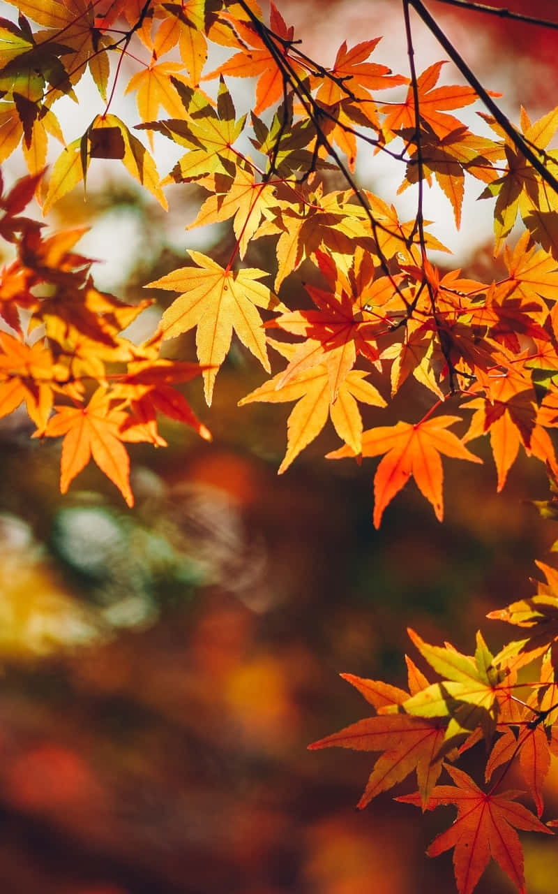 Autumn Leaves In The Forest Wallpaper