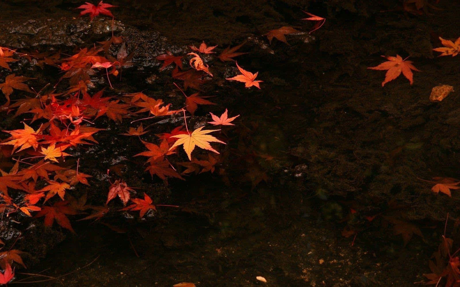 Autumn_ Leaves_in_ Water Wallpaper