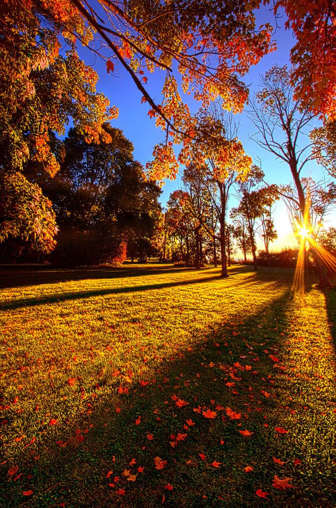 Autumn Leaves On A Park Bench Wallpaper