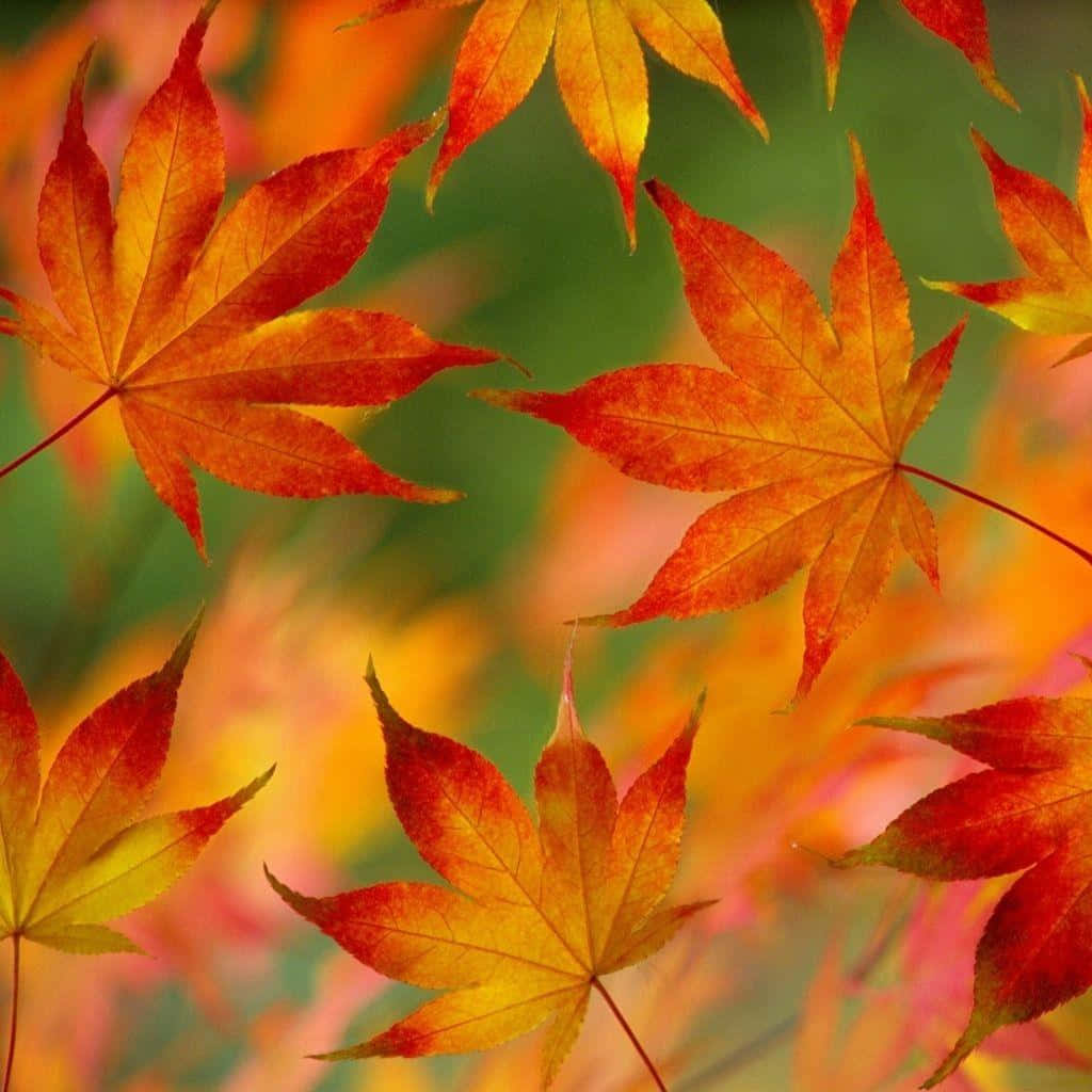 Autumn Leaves Wallpaper - Wallpapers For Desktop Wallpaper