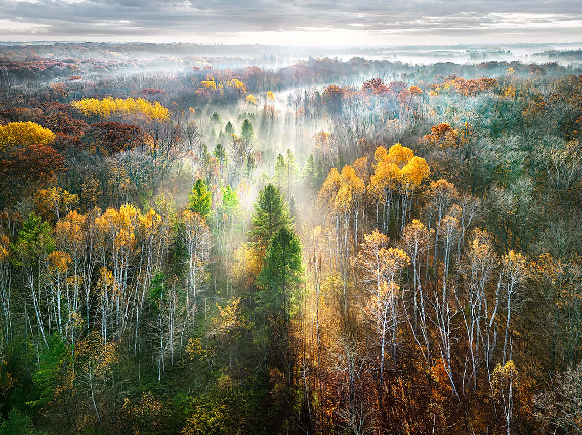 Autumn Mist Sunrise Forest.jpg Wallpaper