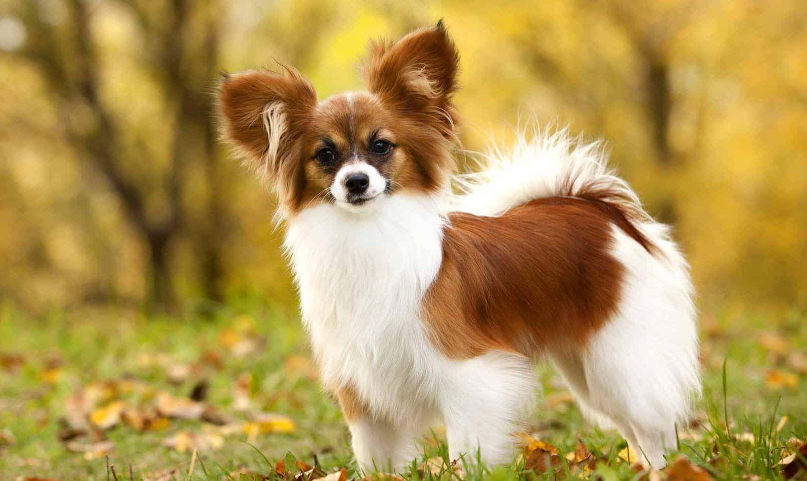 Autumn Papillon Dog Standing Wallpaper