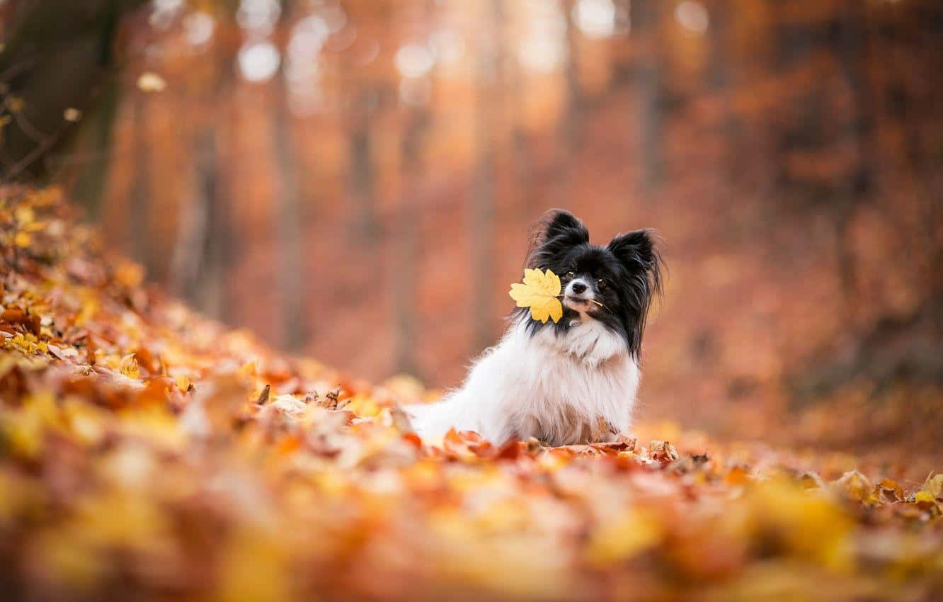 Autumn Papillon With Leaf Wallpaper