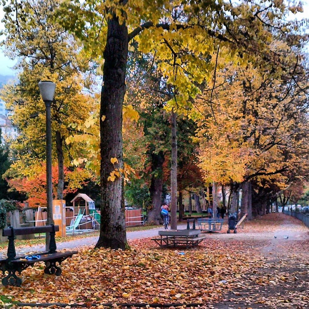 Autumn Park Scene Biel Bienne Wallpaper