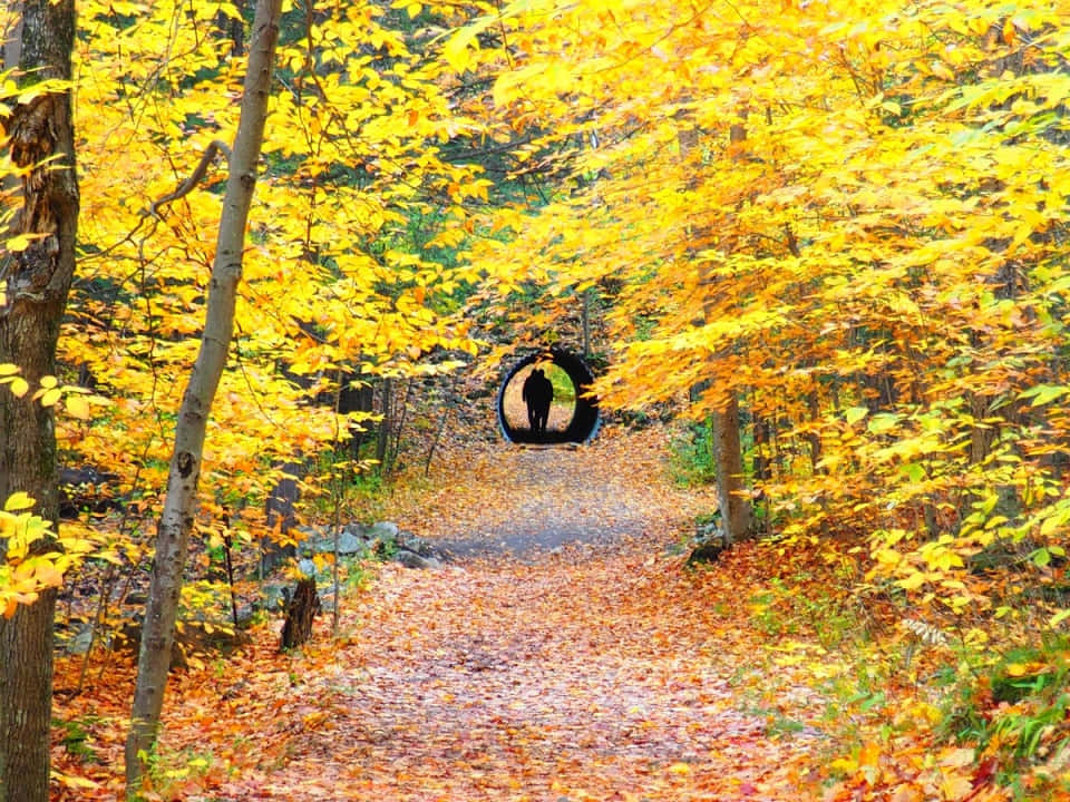 Autumn Pathway Gatineau Park Wallpaper